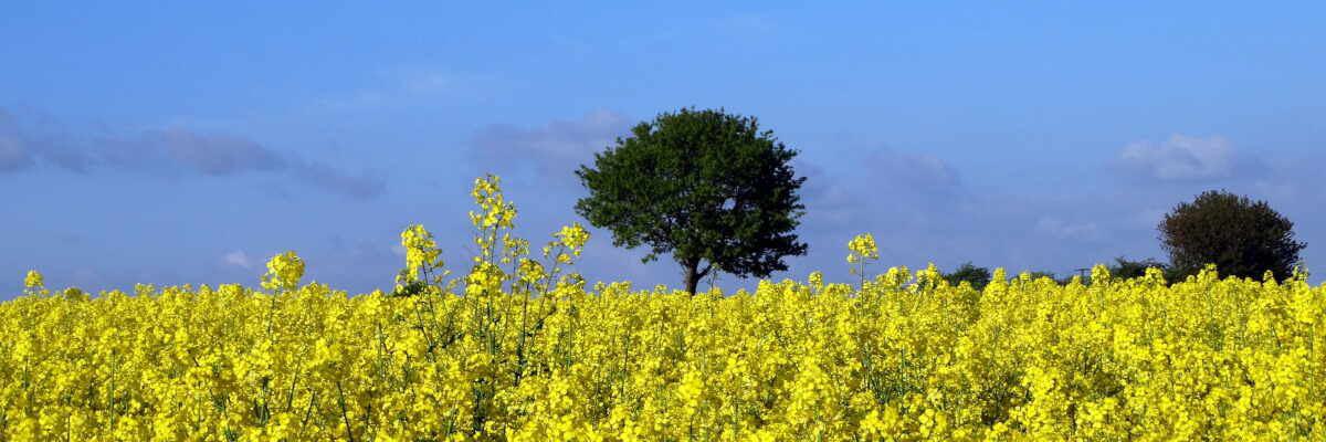 Rapsfeld mit Baum